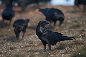 Raven Corvus corax Spain winter