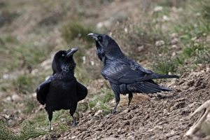 Raven Corvus corax Spain winter