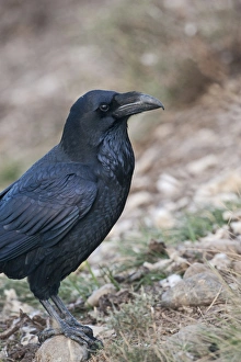 Raven Corvus corax Spain winter
