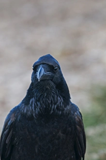 Raven Corvus corax Spain winter
