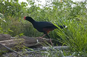 Tambopata Prints: Razor-billed Currasow Mitu tuberosum Tambopata Amazon Peru