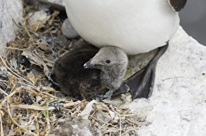Razorbill Alca torda chick in nest Inner Farne Farne Islands Northumberland summer Razorbill Alca torda chick in nest Inner Farne Farne Islands Northumberland summer