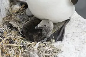 Razorbill Alca torda chick in nest Inner Farne Farne Islands Northumberland summer