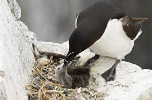 Razorbill Alca torda feeding chick in nest Inner Farne Farne Islands Northumberland Razorbill Alca torda feeding chick in nest Inner Farne Farne Islands Northumberland