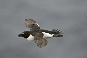 Fowlsheugh Prints: Razorbill (Alca torda) Fowlheugh RSPB Reserve Scotland July
