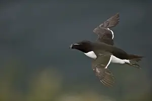 Razorbill (Alca torda) Fowlheugh RSPB Reserve Scotland July