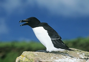 Bird Wildlife Animal Prints: Razorbill Alca torda Great Saltee Island Ireland