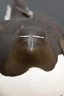 Razorbill Alca torda Inner Farne Farne Islands Northumberland summer
