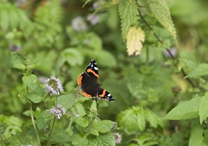 Insect Prints: Red Admiral Butterfly in garden UK summer