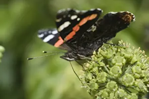 Butterfly Prints: Red Admiral Butterfly Vanessa atalanta feeding on Ivy Norfolk September