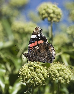 Red Admiral Butterfly Vanessa atalanta on ivy in garden Norfolk September Red Admiral Butterfly Vanessa atalanta on ivy in garden Norfolk September