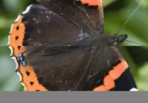 Red Admiral Butterfly Vanessa atalanta Norfolk September