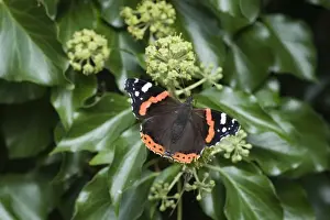Wildlife Prints: Red Admiral Butterfly Vanessa atalanta Norfolk September