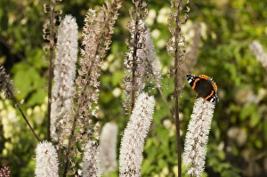 Images Dated 2005 September: Red Admiral in garden UK autumn