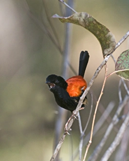 Red-backed Fairywren Malurus melanocephalus in song Queensland Australia November Red-backed Fairywren Malurus melanocephalus in song Queensland Australia November