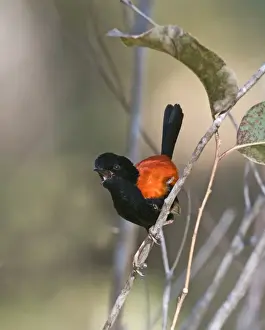 Queensland Prints: Red-backed Fairywren Malurus melanocephalus in song Queensland Australia November