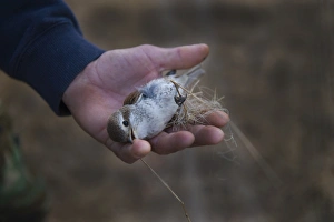 Red-backed Shrike Lanius collurio cut out from a trappers illegal mist net Cyprus autumn Red-backed Shrike Lanius collurio cut out from a trappers illegal mist net Cyprus autumn