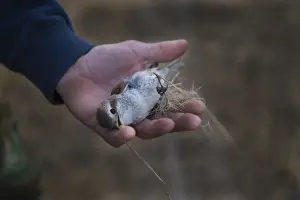 Birds And People Prints: Red-backed Shrike Lanius collurio cut out from a trappers illegal mist net Cyprus autumn