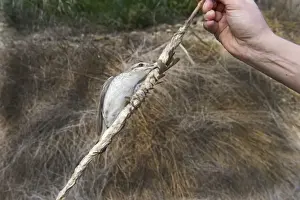 Red-backed Shrike Lanius collurio illegally trapped on limestick in olive grove