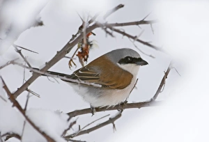 Red-backed Shrike Lanius collurio migrant male at larder in late spring snowfall Red-backed Shrike Lanius collurio migrant male at larder in late spring snowfall
