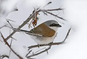 Prey Prints: Red-backed Shrike Lanius collurio migrant male at larder in late spring snowfall