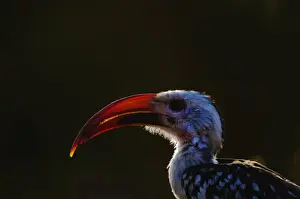 Kenya Prints: Red-billed Hornbill Tockus erythrorhyrynchus Kenya East Africa