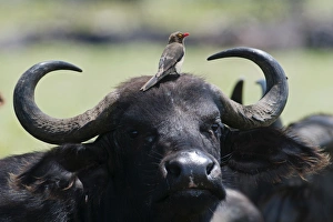 Red-billed Oxpecker Buphagus erythorhynchus on Cape Buffalo Lake Nakuru Kenya Red-billed Oxpecker Buphagus erythorhynchus on Cape Buffalo Lake Nakuru Kenya