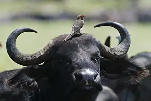 Nakuru Prints: Red-billed Oxpecker Buphagus erythorhynchus on Cape Buffalo Lake Nakuru Kenya