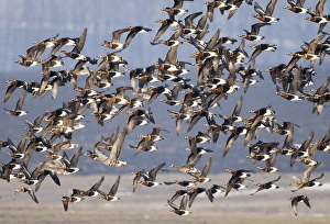 Red-breasted Geese (Branta ruficollis) Duranulak NE Bulgaria February Red-breasted Geese (Branta ruficollis) Duranulak NE Bulgaria February