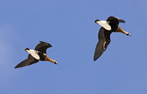 Red-breasted Geese Branta ruficollis Bulgaria winter