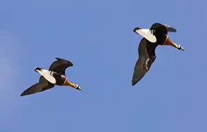 Red-breasted Geese Branta ruficollis Bulgaria winter