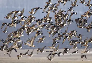 Red-breasted Geese (Branta ruficollis) Duranulak NE Bulgaria February