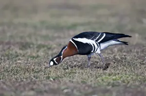 Endangered Prints: Red-breasted Geese Branta ruficollis grazing on winter wheat Bulgaria winter