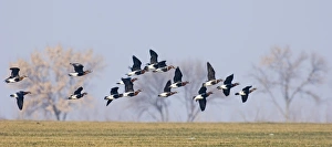 Red-breasted Goose Branta ruficolis Duranulak NE Bulgaria February Red-breasted Goose Branta ruficolis Duranulak NE Bulgaria February
