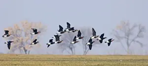 Duranulak Prints: Red-breasted Goose Branta ruficolis Duranulak NE Bulgaria February