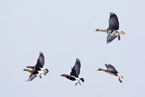 Red-breasted Geese Branta ruficollis Bulgaria winter