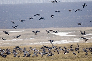 Red-breasted Geese Branta ruficollis Bulgaria winter