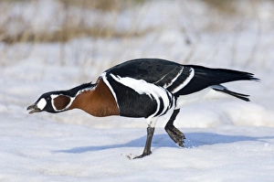 Red-breasted Geese Branta ruficollis Bulgaria winter