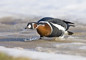 Red-breasted Geese Branta ruficollis Bulgaria winter