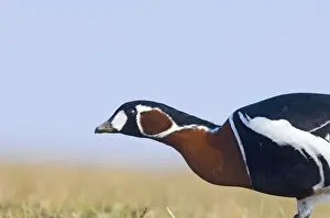 Red-breasted Goose Branta ruficollis Bulgaria winter