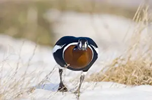 Red-breasted Goose (Branta ruficollis) Duranulak NE Bulgaria February