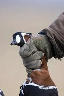 Red-breasted Goose Branta ruficollis illegally shot by hunter Durankulak Bulgaria