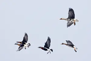 Red-breasted Goose Branta ruficollis & White-fronted Geese Bulgaria winter