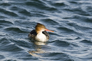 Red-breasted Merganser Mergus serrator female in harbour Hokkaido Japan Red-breasted Merganser Mergus serrator female in harbour Hokkaido Japan