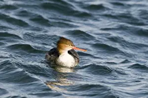 Japan Prints: Red-breasted Merganser Mergus serrator female in harbour Hokkaido Japan