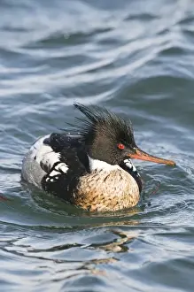 Merganser Prints: Red-breasted Merganser Mergus serrator male in harbour Hokkaido Japan
