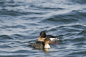 Red-breasted Merganser Mergus serrator pair in harbour Hokkaido Japan Red-breasted Merganser Mergus serrator pair in harbour Hokkaido Japan