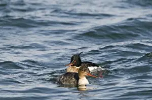 Japan Prints: Red-breasted Merganser Mergus serrator pair in harbour Hokkaido Japan