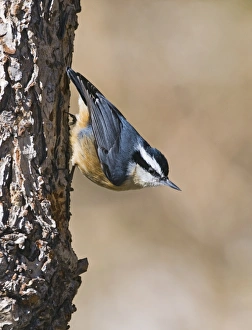 Red-breasted Nuthatch Sitta canadensis New Mexico USA January Red-breasted Nuthatch Sitta canadensis New Mexico USA January