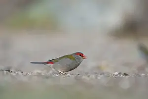 Queensland Prints: Red-browed Firetail Neochmia temporalis Lamington NP Queensland Australia